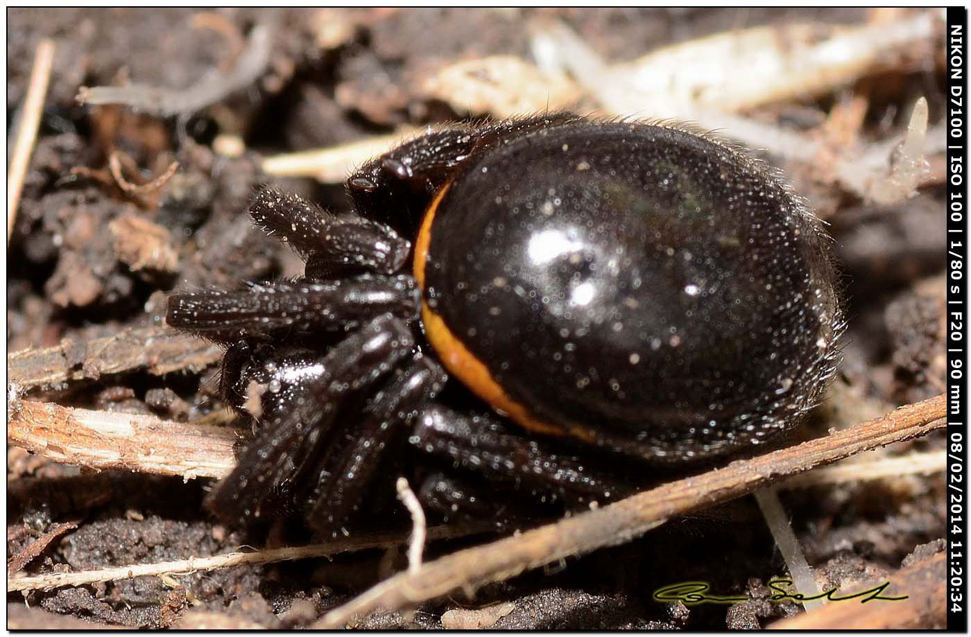 Steatoda paykulliana - Alghero (SS)